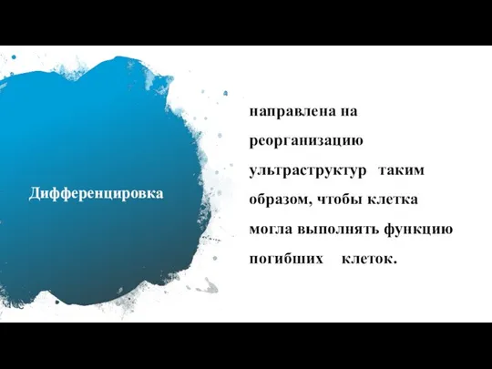 Дифференцировка направлена на реорганизацию ультраструктур таким образом, чтобы клетка могла выполнять функцию погибших клеток.