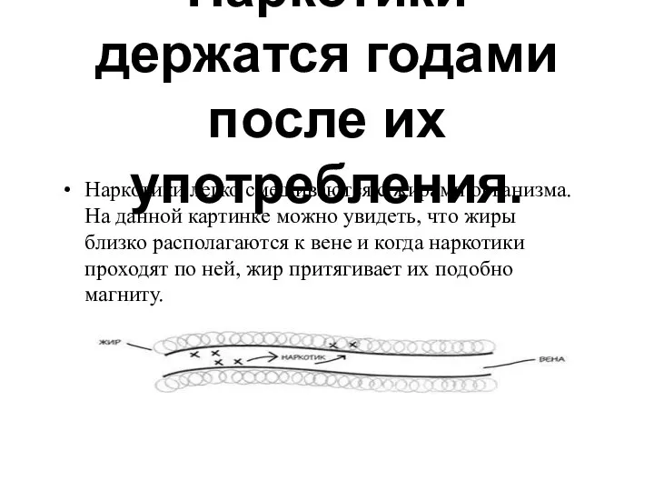 Наркотики держатся годами после их употребления. Наркотики легко смешиваются с жирами