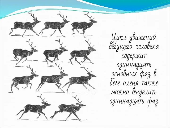 Цикл движений бегущего человека содержит одиннадцать основных фаз в беге оленя также можно выделить одиннадцать фаз