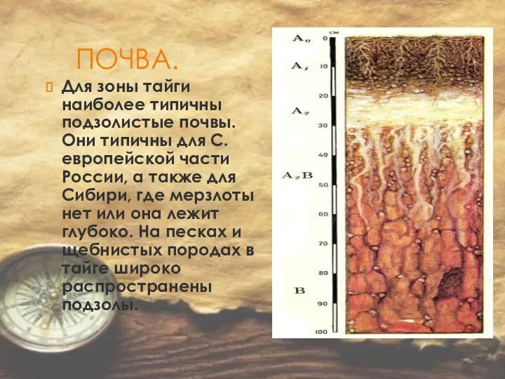 ПОЧВА. Для зоны тайги наиболее типичны подзолистые почвы. Они типичны для