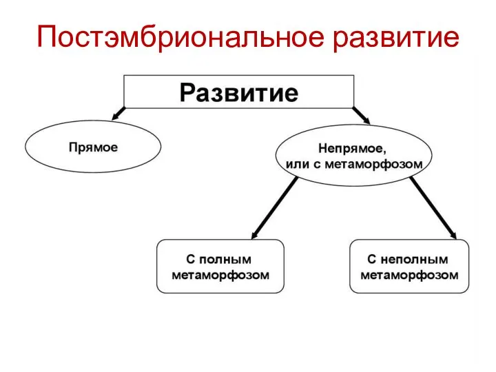 Постэмбриональное развитие