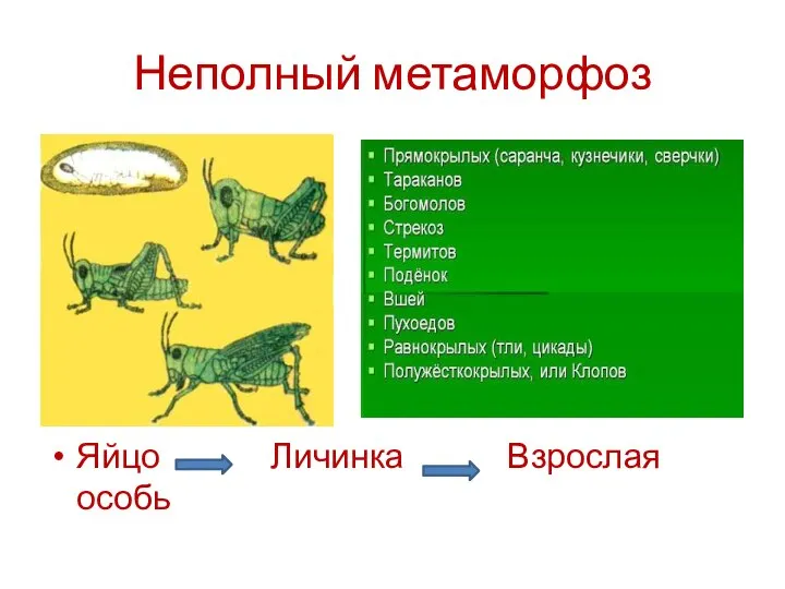 Неполный метаморфоз Я Яйцо Личинка Взрослая особь