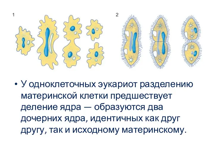 У одноклеточных эукариот разделению материнской клетки предшествует деление ядра — образуются