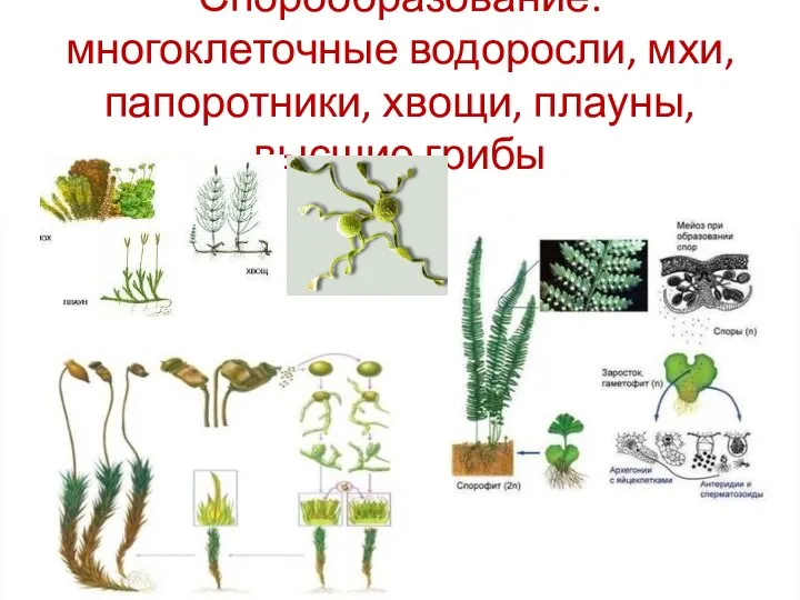 Спорообразование: многоклеточные водоросли, мхи, папоротники, хвощи, плауны, высшие грибы