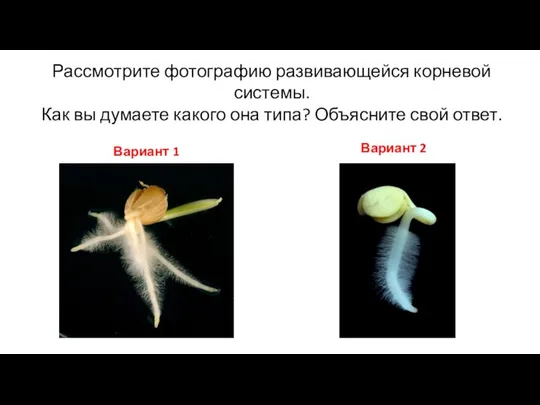 Рассмотрите фотографию развивающейся корневой системы. Как вы думаете какого она типа?