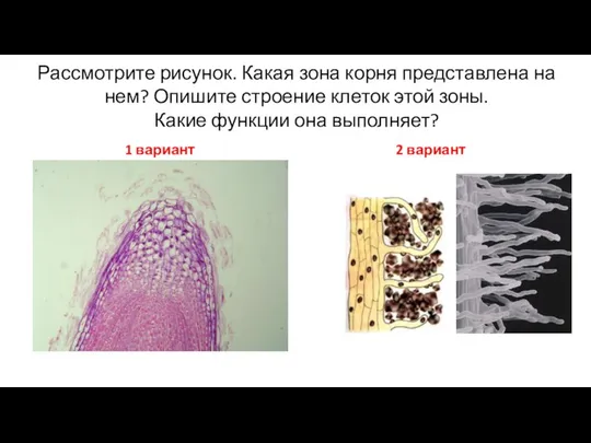 Рассмотрите рисунок. Какая зона корня представлена на нем? Опишите строение клеток