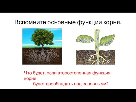 Вспомните основные функции корня. Что будет, если второстепенная функция корня будет преобладать над основными?