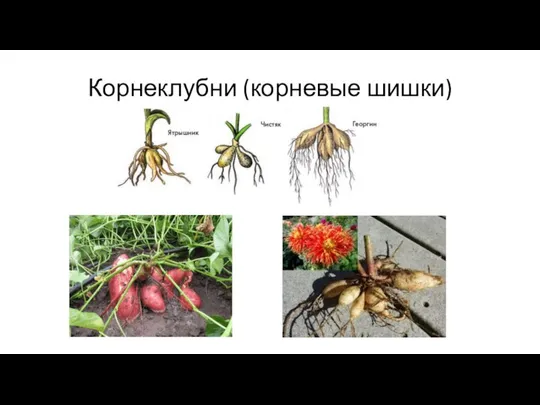 Корнеклубни (корневые шишки)