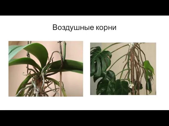 Воздушные корни