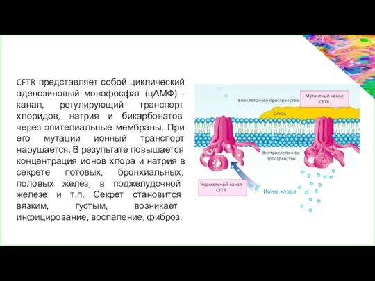 CFTR представляет собой циклический аденозиновый монофосфат (цАМФ) - канал, регулирующий транспорт