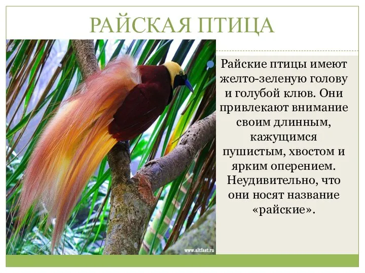 РАЙСКАЯ ПТИЦА Райские птицы имеют желто-зеленую голову и голубой клюв. Они