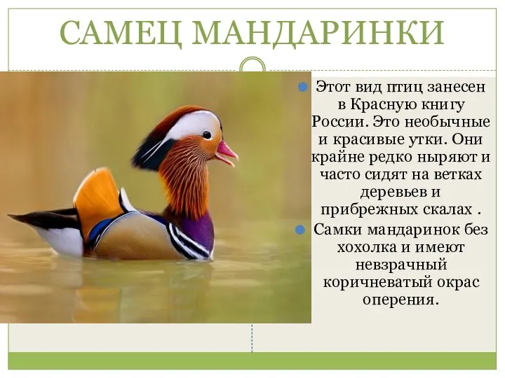САМЕЦ МАНДАРИНКИ Этот вид птиц занесен в Красную книгу России. Это