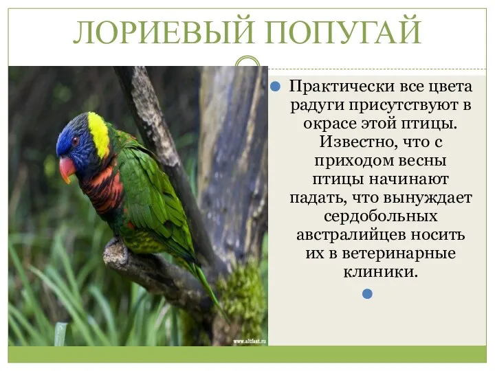 ЛОРИЕВЫЙ ПОПУГАЙ Практически все цвета радуги присутствуют в окрасе этой птицы.