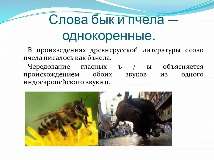 Слова бык и пчела — однокоренные. В произведениях древнерусской литературы слово