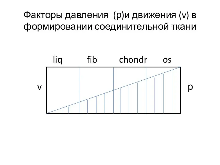 Факторы давления (р)и движения (v) в формировании соединительной ткани liq fib chondr os v р