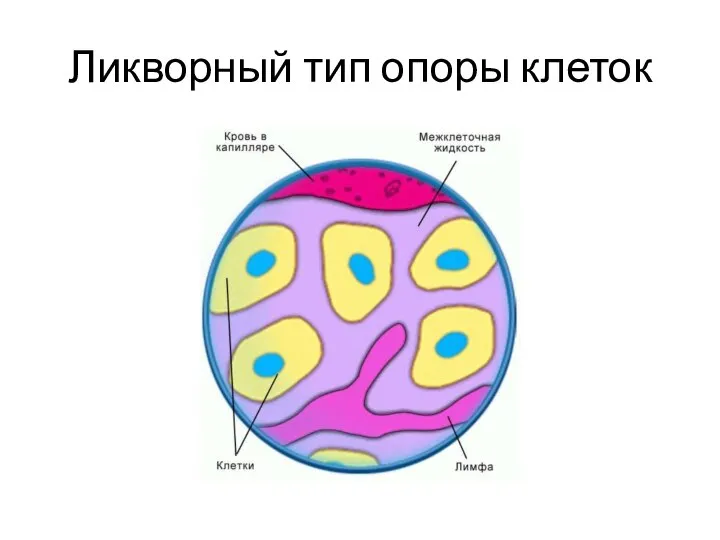 Ликворный тип опоры клеток