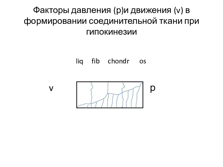 Факторы давления (р)и движения (v) в формировании соединительной ткани при гипокинезии