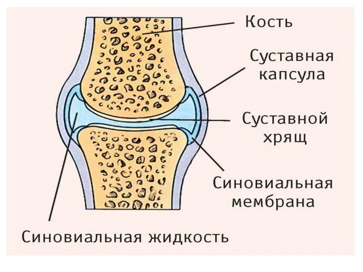 Схема строения сустава