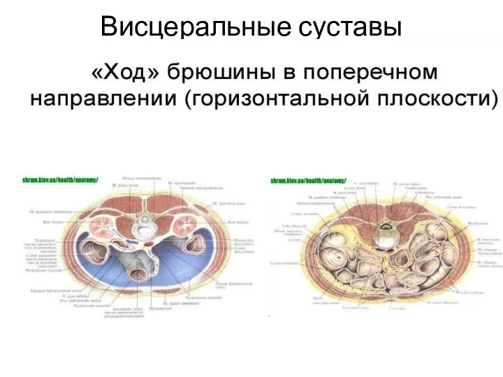 Висцеральные суставы