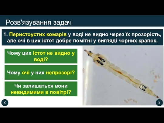 Розв'язування задач 1. Перистоустих комарів у воді не видно через їх