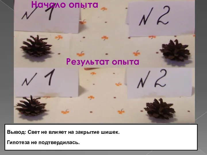 Начало опыта Результат опыта Вывод: Свет не влияет на закрытие шишек. Гипотеза не подтвердилась.