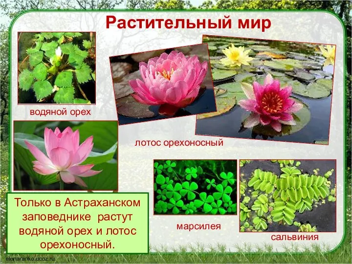 Растительный мир Только в Астраханском заповеднике растут водяной орех и лотос