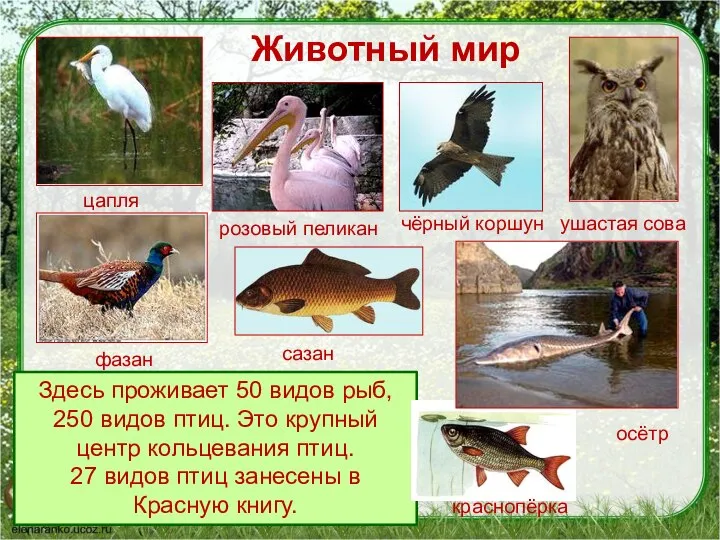 Животный мир Здесь проживает 50 видов рыб, 250 видов птиц. Это