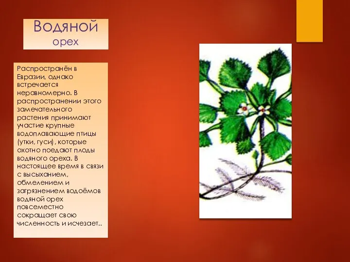 Водяной орех Распространён в Евразии, однако встречается неравномерно. В распространении этого