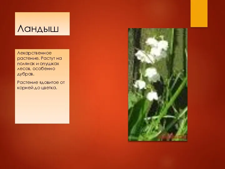 Ландыш Лекарственное растение. Растут на полянах и опушках лесов, особенно дубрав.