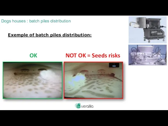 Exemple of batch piles distribution: OK NOT OK = Seeds risks