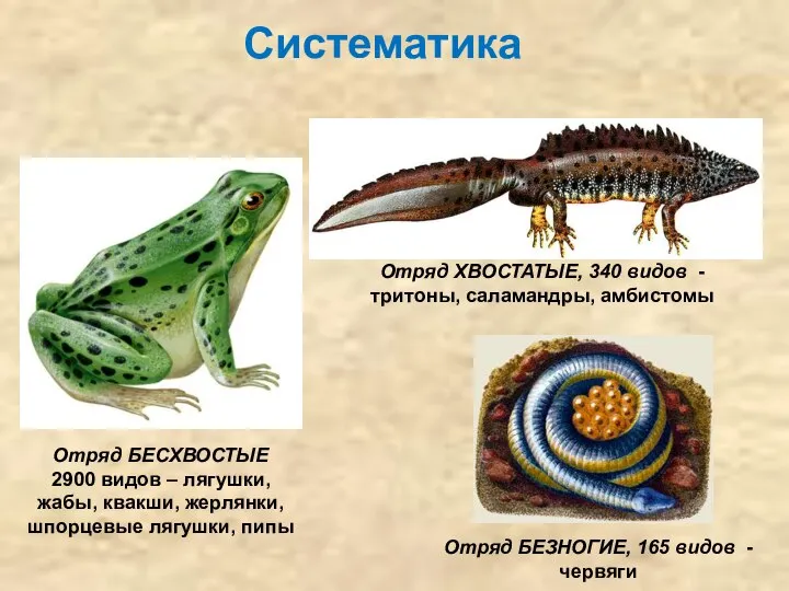 Отряд БЕСХВОСТЫЕ 2900 видов – лягушки, жабы, квакши, жерлянки, шпорцевые лягушки,