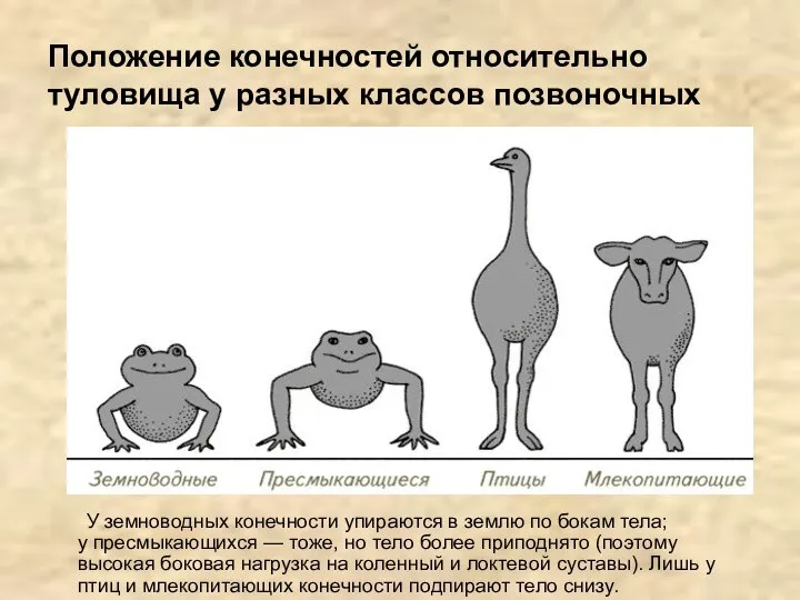 Положение конечностей относительно туловища у разных классов позвоночных У земноводных конечности