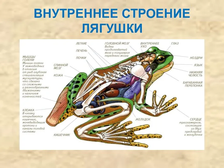 ВНУТРЕННЕЕ СТРОЕНИЕ ЛЯГУШКИ