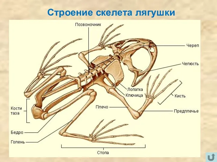 Строение скелета лягушки