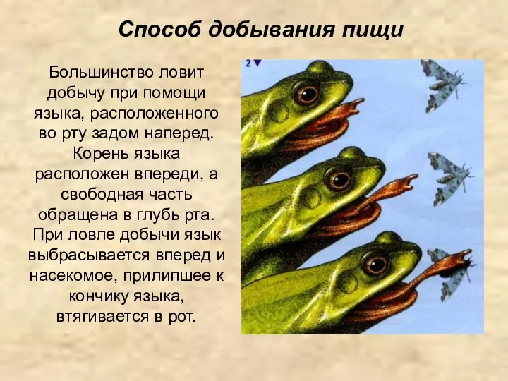 Большинство ловит добычу при помощи языка, расположенного во рту задом наперед.