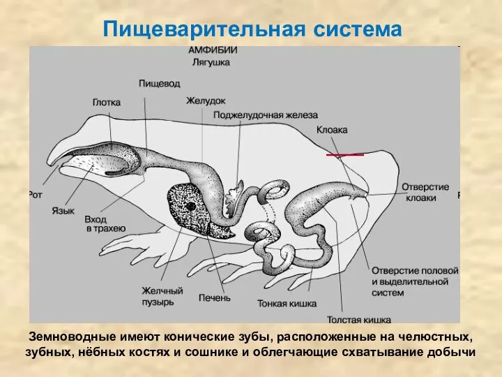 Пищеварительная система Земноводные имеют конические зубы, расположенные на челюстных, зубных, нёбных