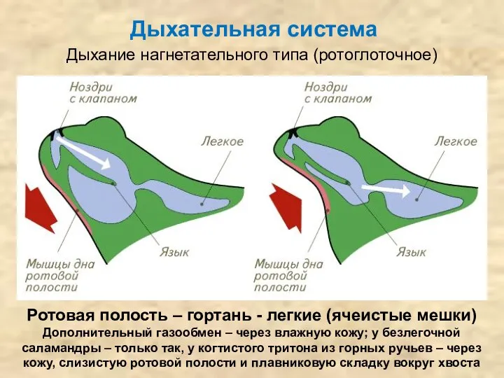 Дыхательная система Дыхание нагнетательного типа (ротоглоточное) Ротовая полость – гортань -