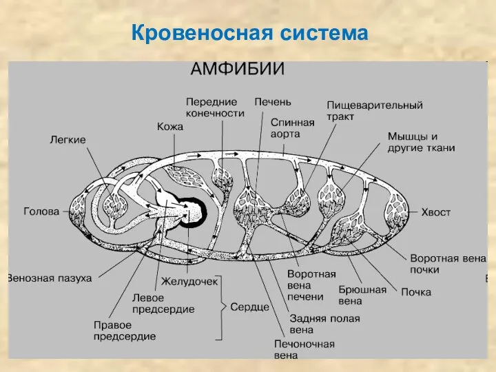 Кровеносная система