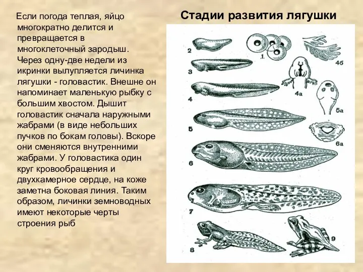 Если погода теплая, яйцо многократно делится и превращается в многоклеточный зародыш.