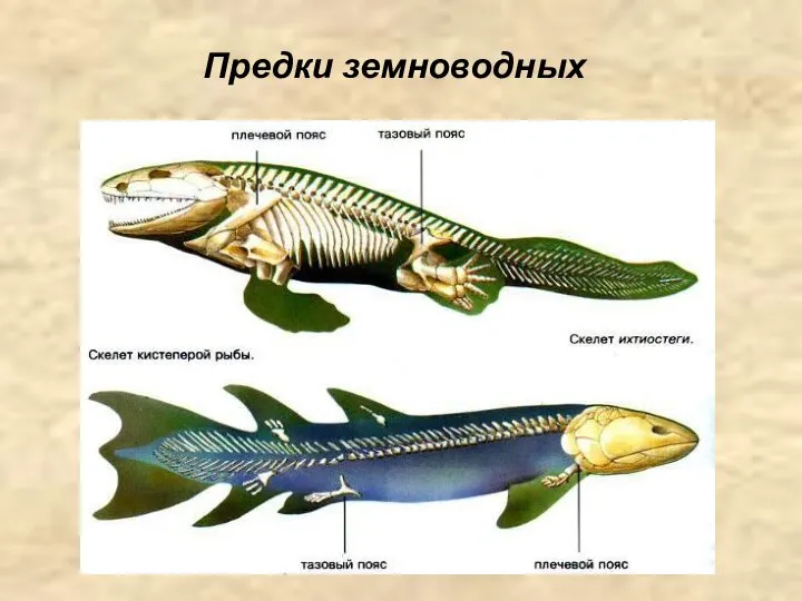 Предки земноводных