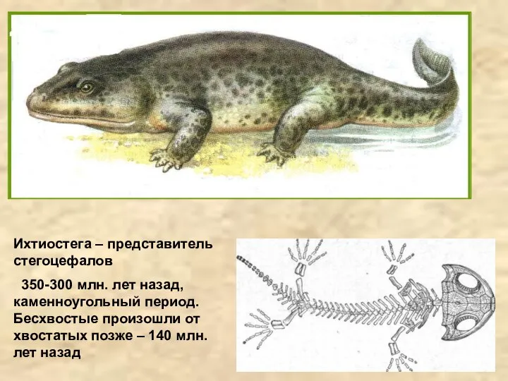 Ихтиостега – представитель стегоцефалов 350-300 млн. лет назад, каменноугольный период. Бесхвостые
