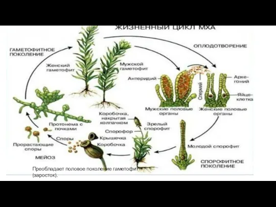 Преобладает половое поколение гаметофит (заросток).