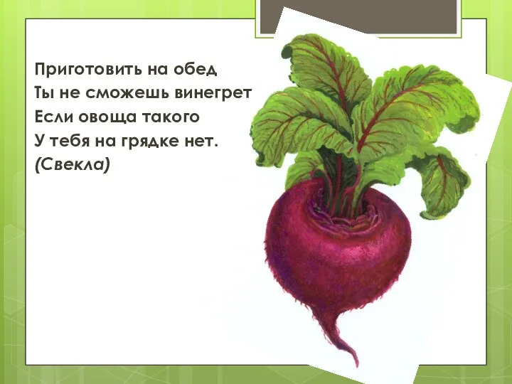 Приготовить на обед Ты не сможешь винегрет, Если овоща такого У тебя на грядке нет. (Свекла)