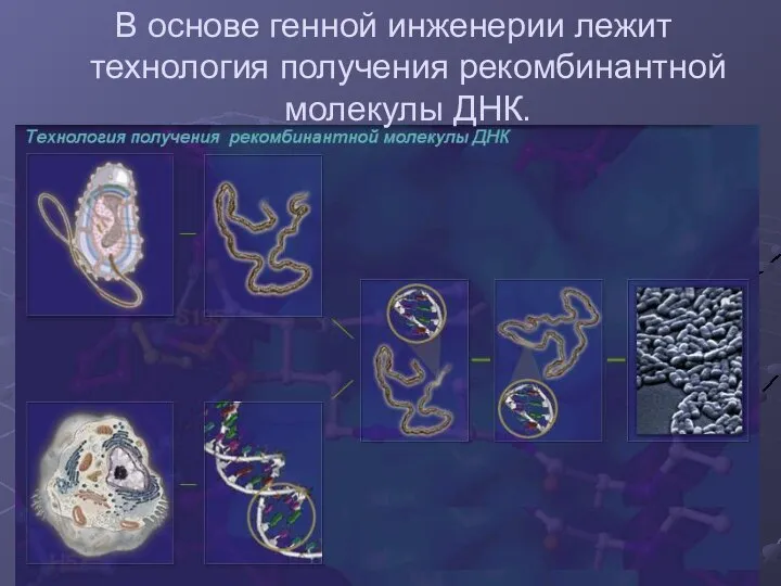 В основе генной инженерии лежит технология получения рекомбинантной молекулы ДНК.