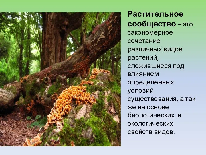 Растительное сообщество – это закономерное сочетание различных видов растений, сложившиеся под