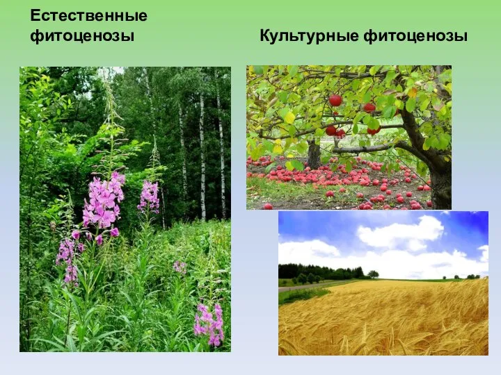 Естественные фитоценозы Культурные фитоценозы