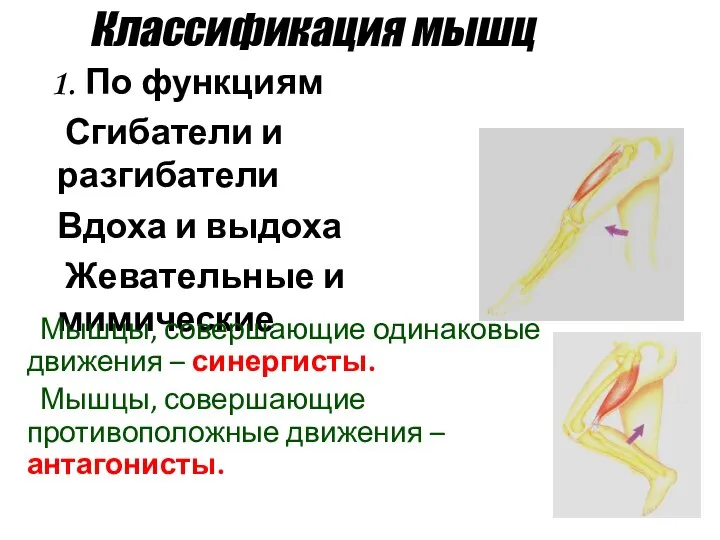 Классификация мышц По функциям Сгибатели и разгибатели Вдоха и выдоха Жевательные