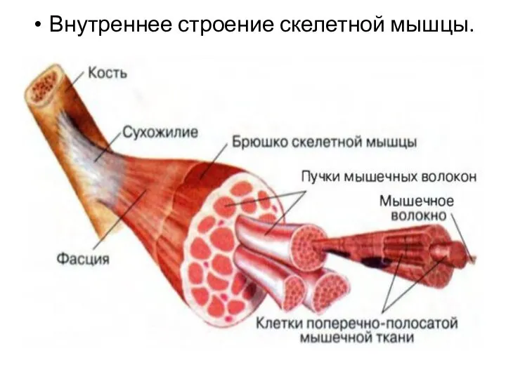 Внутреннее строение скелетной мышцы.