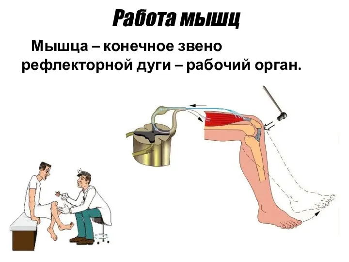 Работа мышц Мышца – конечное звено рефлекторной дуги – рабочий орган.