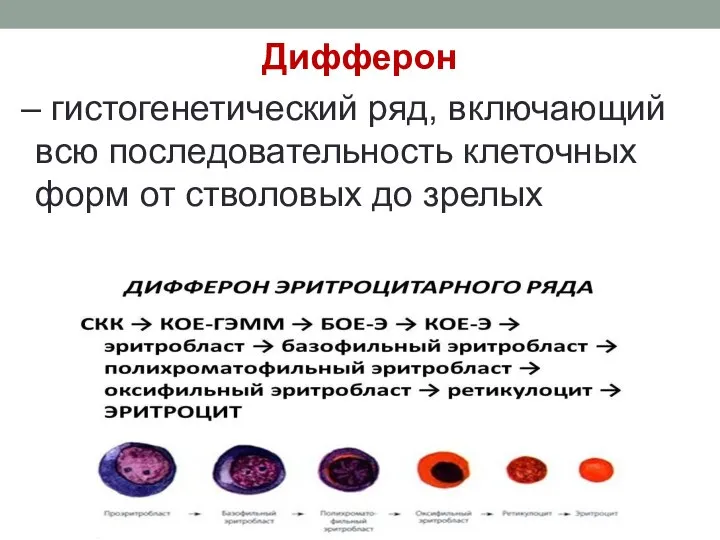 Дифферон – гистогенетический ряд, включающий всю последовательность клеточных форм от стволовых до зрелых